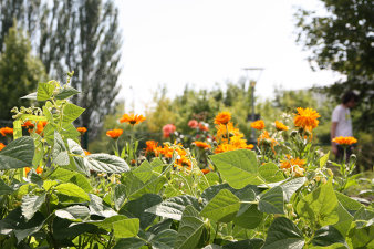 Foto: Schulgarten der Universität Erfurt © Universität Erfurt Blumenpflanzen