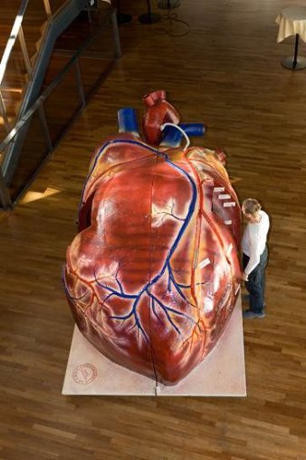 Foto: Begehbares Herzmodell © Helios Kliniken GmbH Begehbares menschliches liegendes Herzmodell