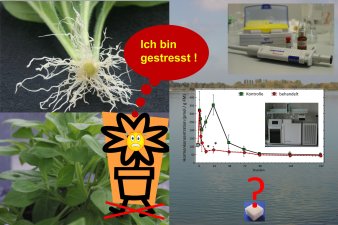 Foto: Stress-Hormone © IGZ Erfurt Pflanze (Petunie), Analysetechnik und Grafik zur Hormonkonzentration