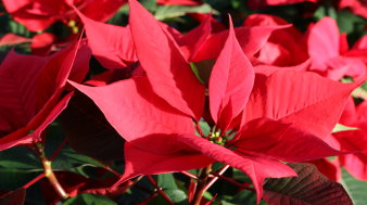 Foto: Weihnachtssterne © IGZev rote Blätter