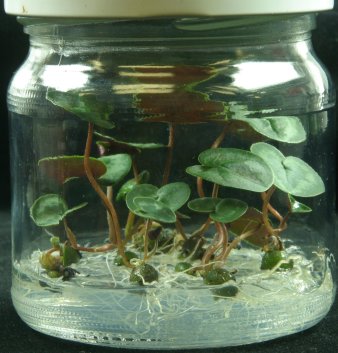 Foto: Alpenveilchen im Glas © IGZev Pflanze im Glas