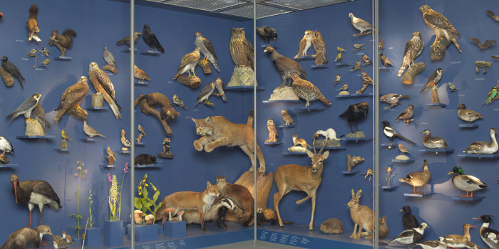 Vitrine Naturschätze im Naturkundemuseum