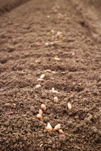 Foto: SCHINDHELM_bild_RRR_COLOURBOX7784546 © Birgit Schindhelm Von Raub, Reichtum und Rosinen: Sojabohnen auf der Erde