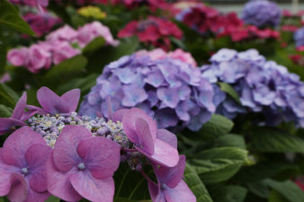 Foto: Hortensien © Forschungsstelle für Gartenbauliche Kulturpflanzen, Institut der Fachhochschule Erfurt große Blüten in Nahaufnahme